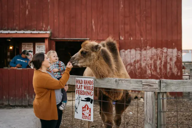 Mother and child feeding camel at Millstadt Animal Barn
