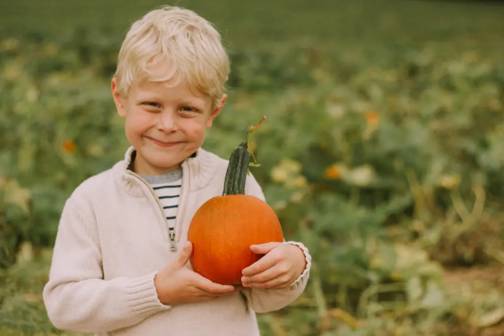Pumpkin Picking - Little Boy close up holding pie size pumpkin
