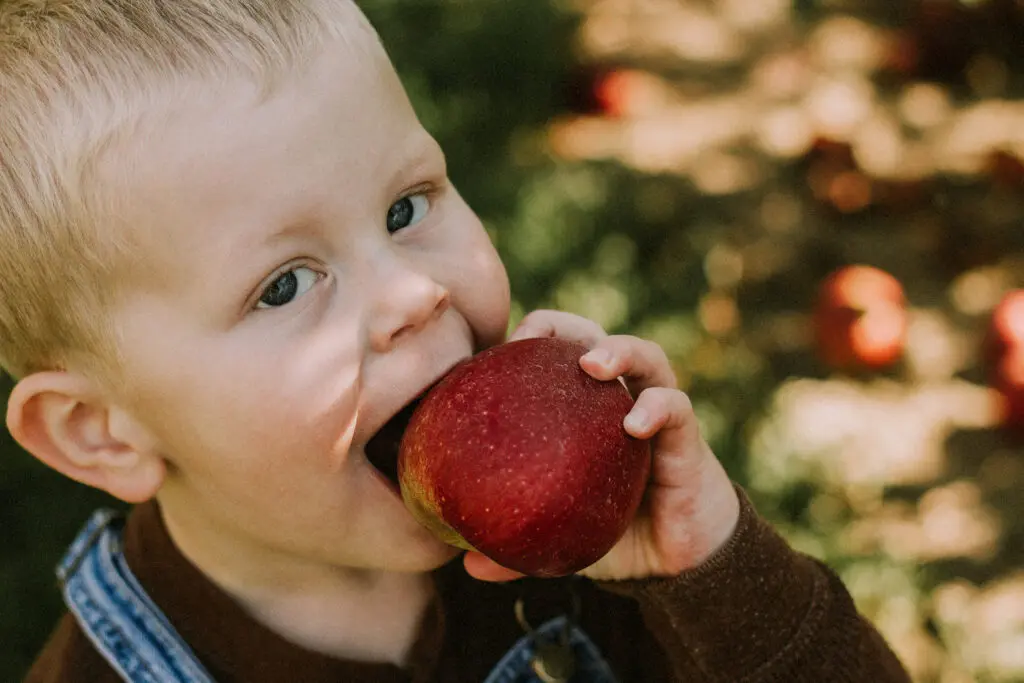 little boy eating an apple