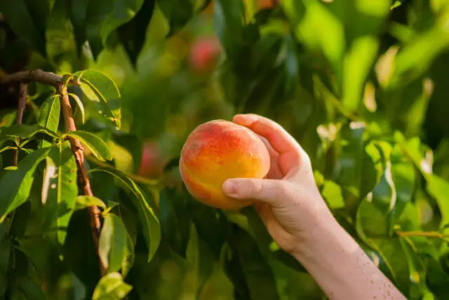peach picking - close up of hand reaching for peach from tree