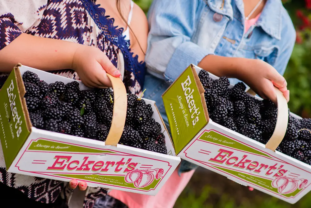 Homegrown Blackberries close up of two adults holding containers.