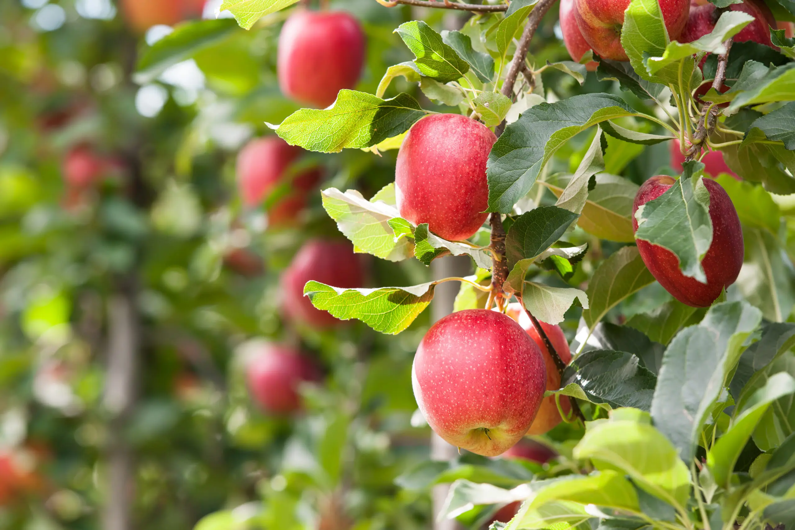 apple tree - red gala apples hanging on tree
