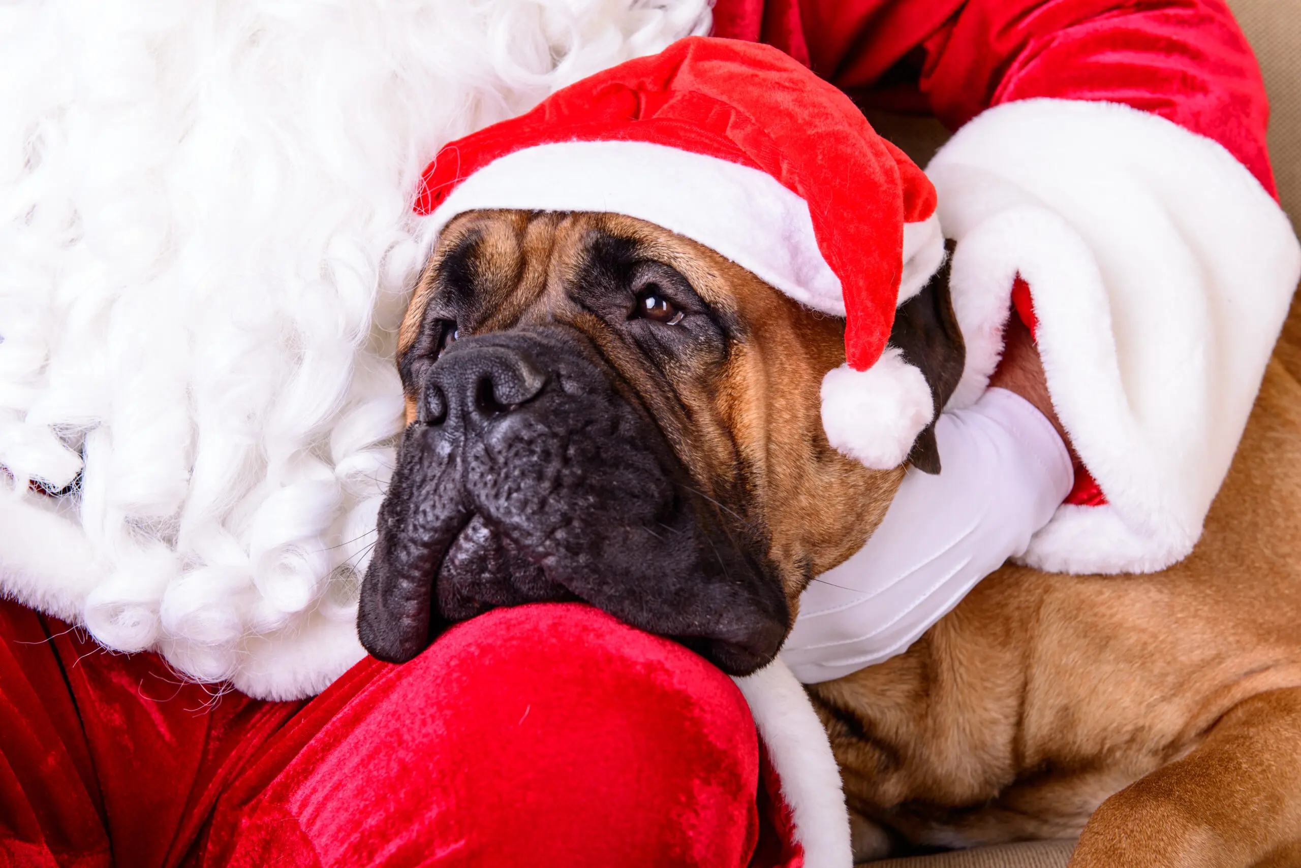 Santa with large dog closeup