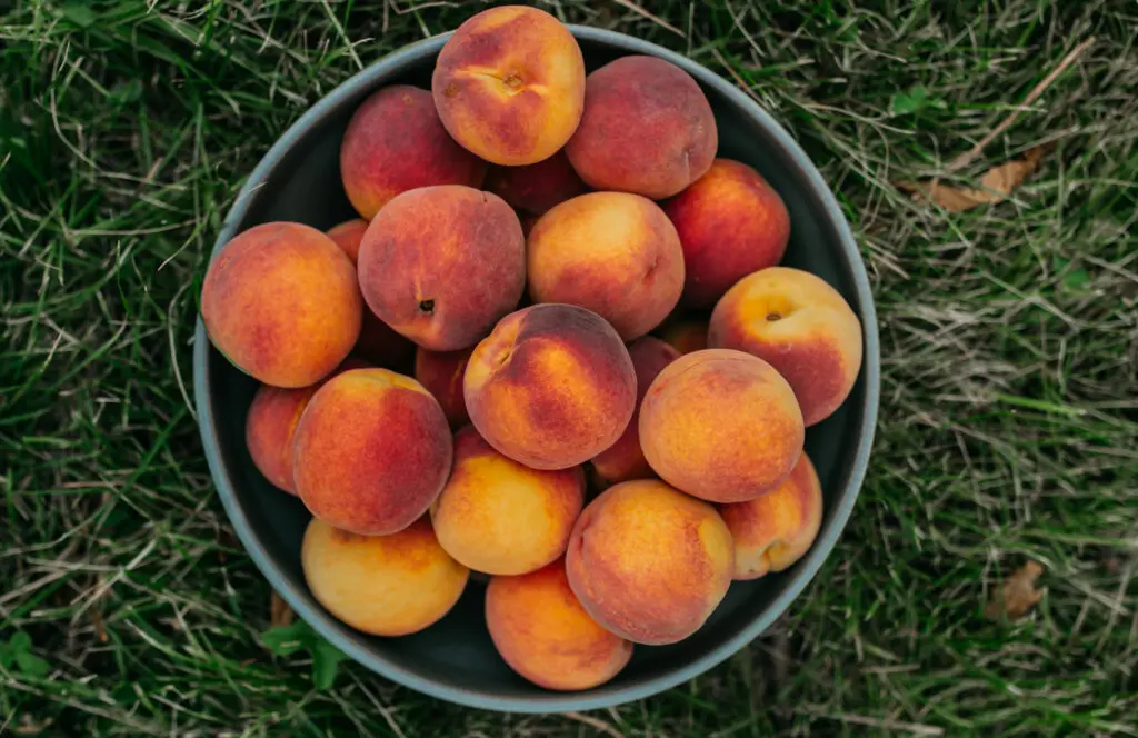Eckert's Tree-Ripened Peaches in a bucket on the ground.