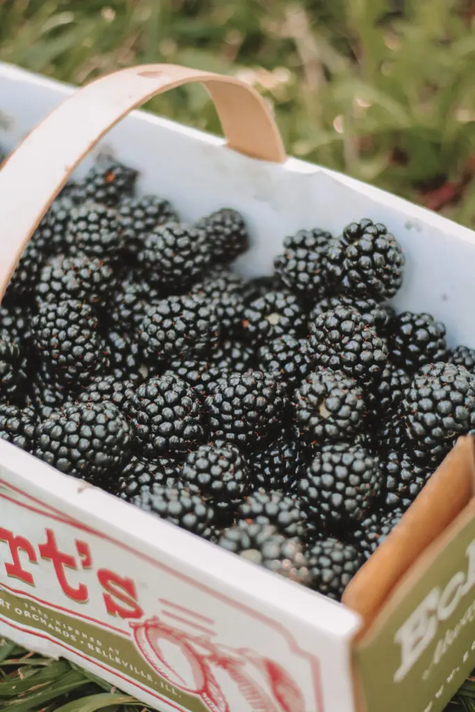 blackberries
