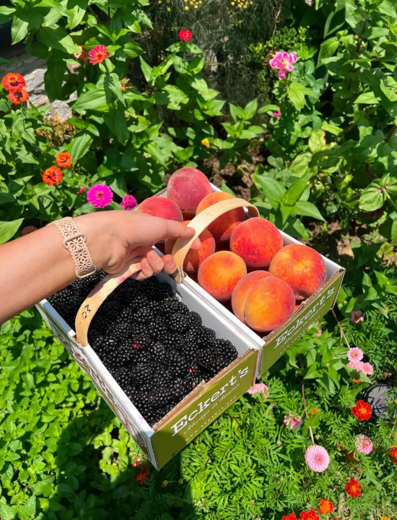 fresh peaches and blackberries