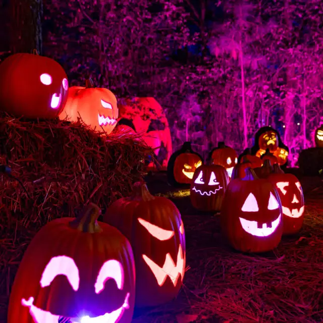 Jacks Lighted Trail Pumpkins