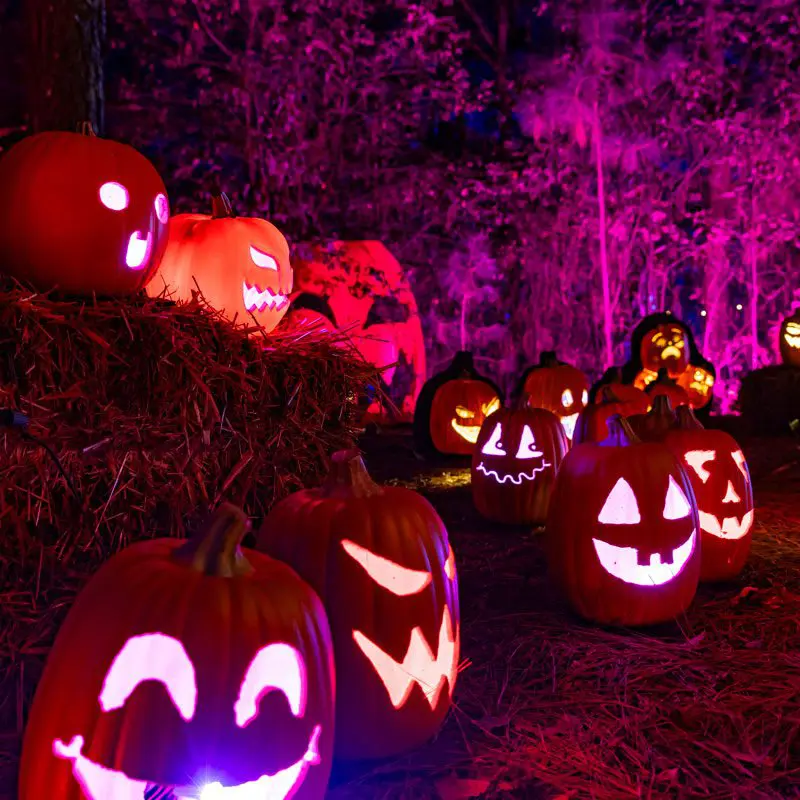 Jacks Lighted Trail Pumpkins