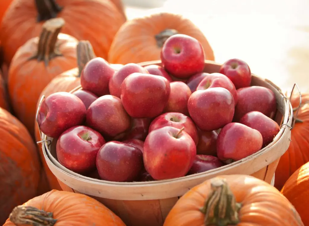 apples & pumpkins