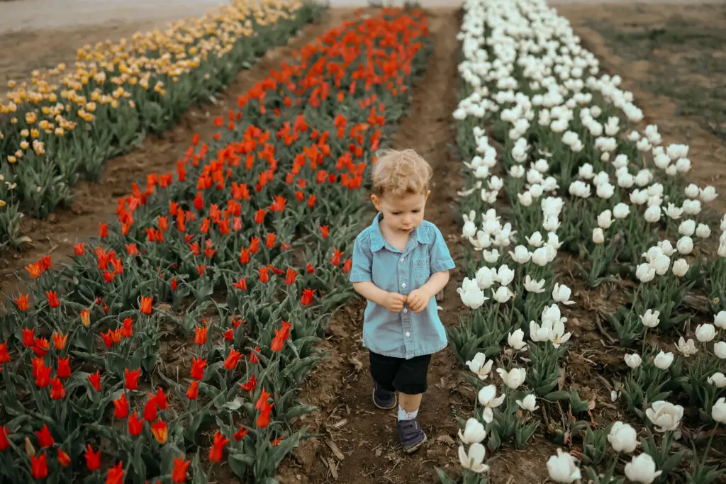 Tulip Trail