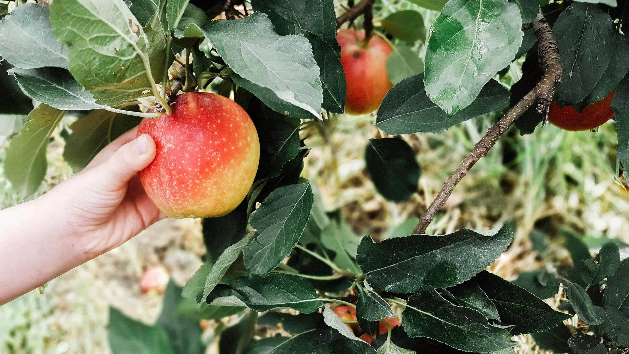 PYO Apples