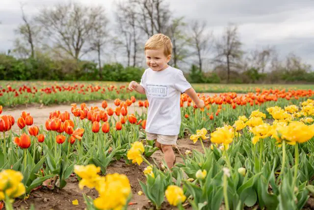 tulip trail