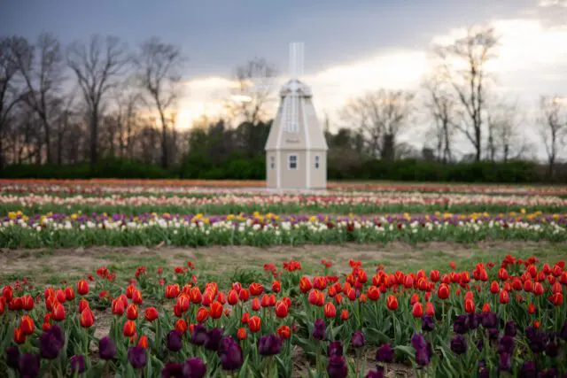 tulips with windmill