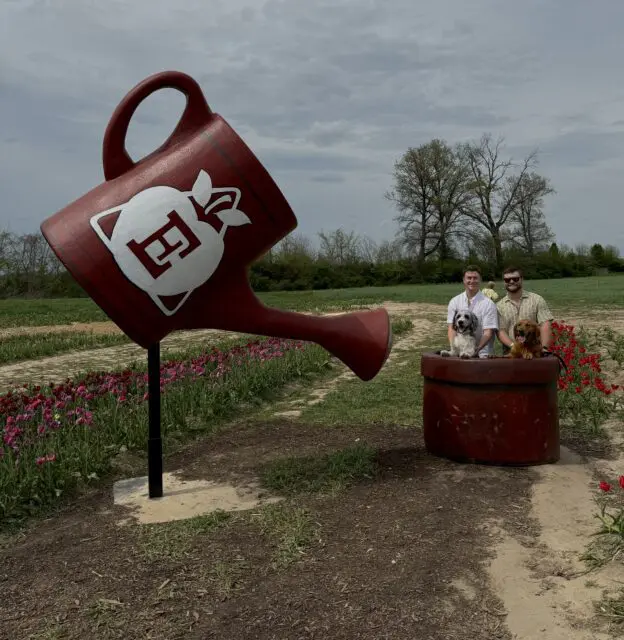 tulip watering can