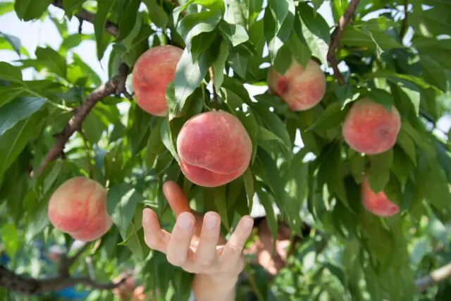 Eckert Peach