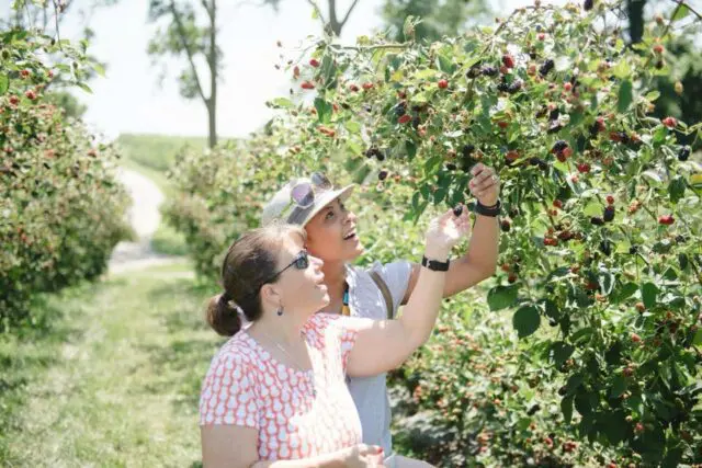 Blackberry Picking near St. Louis