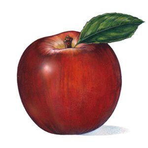 Illustration of Apple