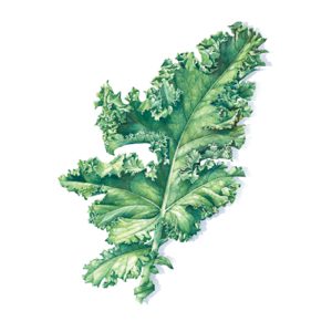 An illustration of a kale leaf