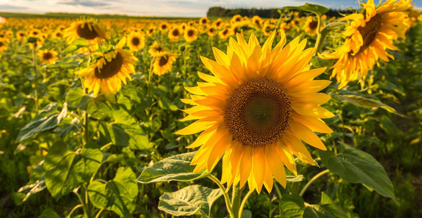 Sunflower Field