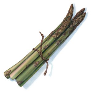 An illustration of asparagus