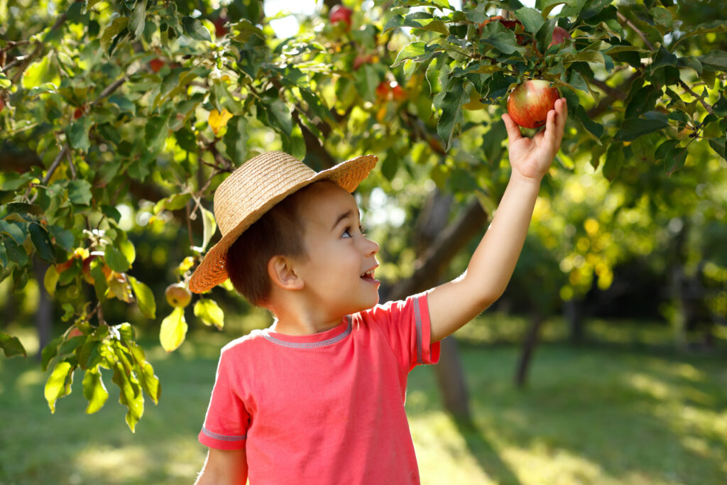 A young child in a straw hat reaches for an apple hanging from a tree in a sunlit orchard.