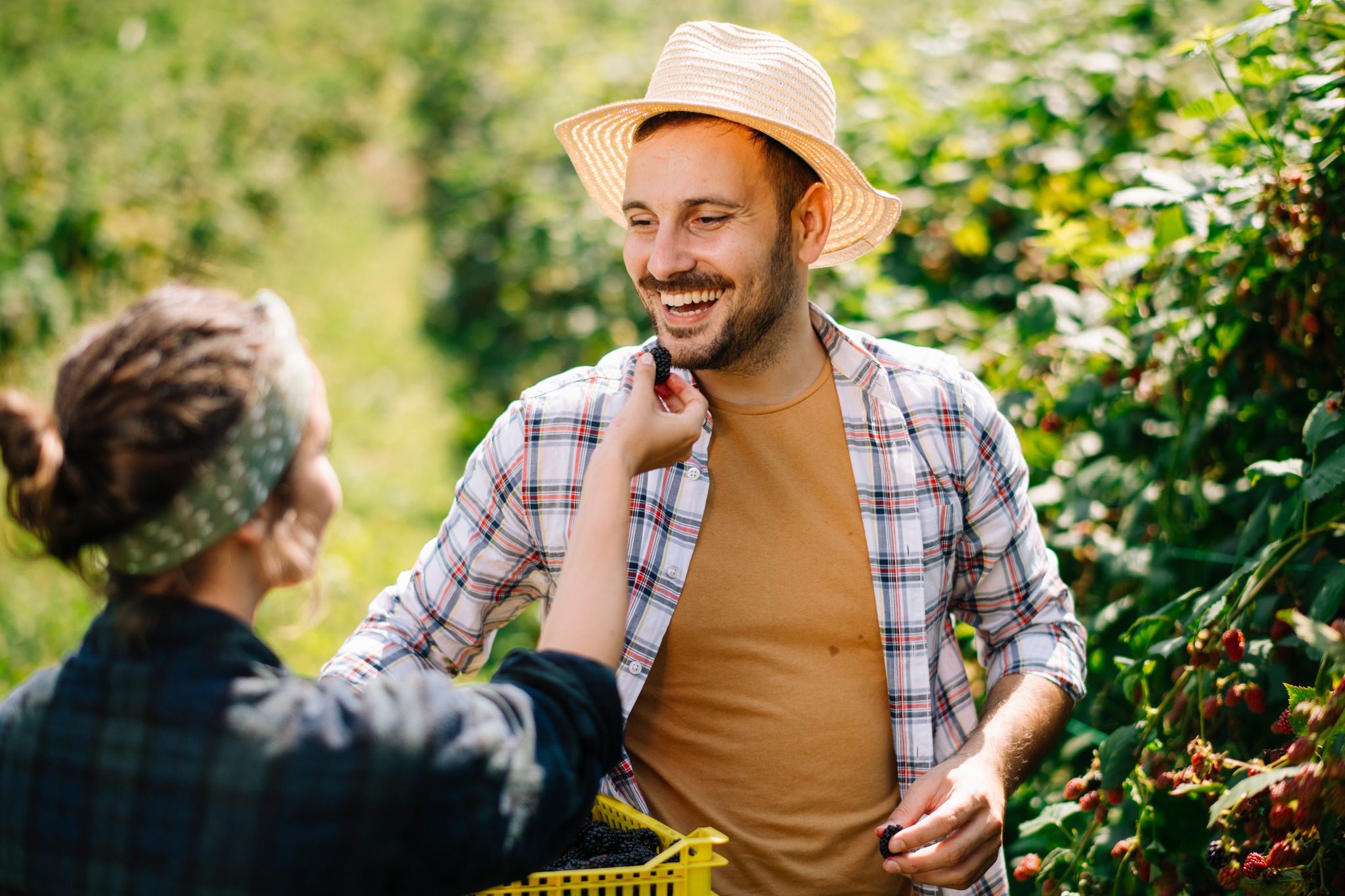 A smiling individual in a straw hat and plaid shirt is having fun picking berries on a sunny day.