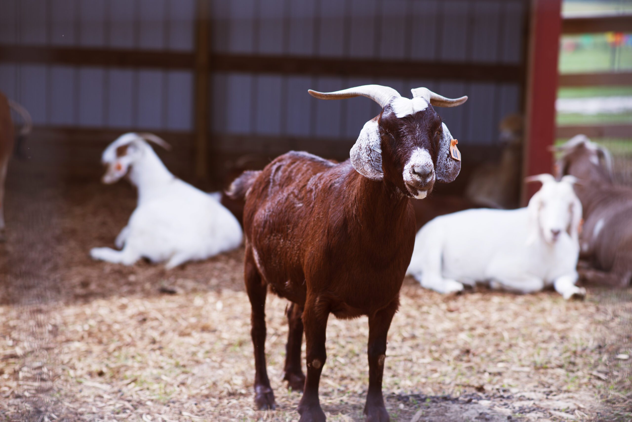 A picture of a brown goat with white goats in the background