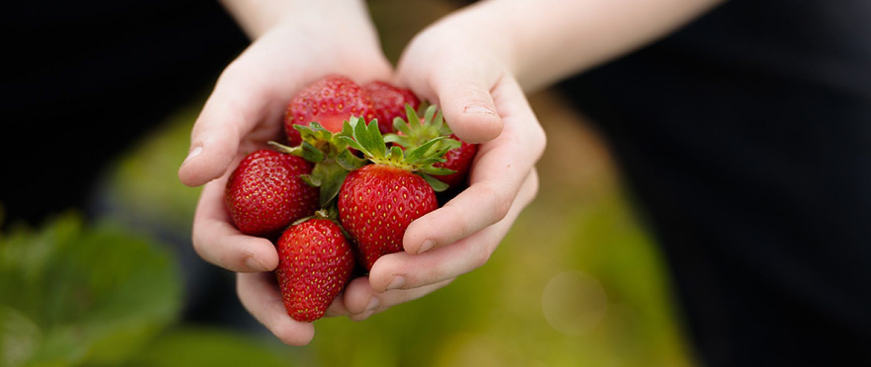A picture of hands holding strawberries