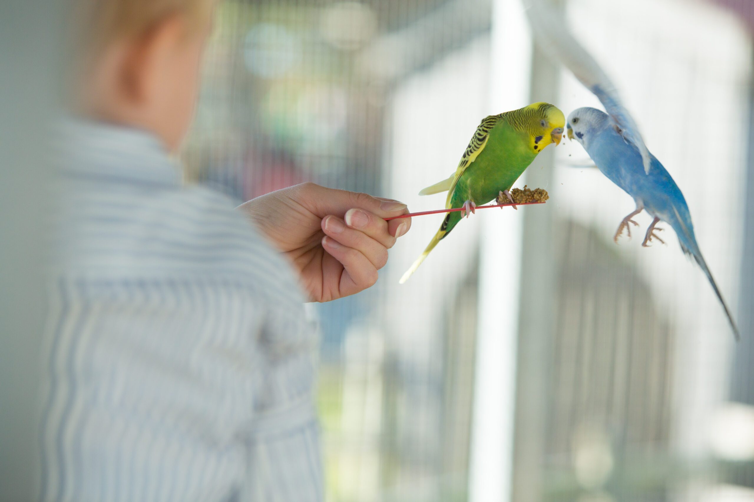 A person is holding a perch with two colorful parakeets, one green and one blue, in a bright environment.