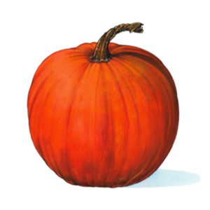 An illustration of a pumpkin