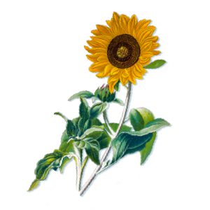 An illustration of a sunflower