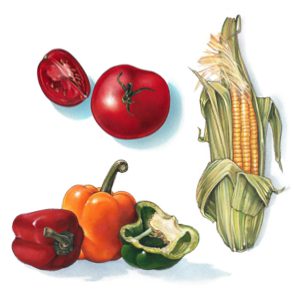 An Illustration of Vegetables