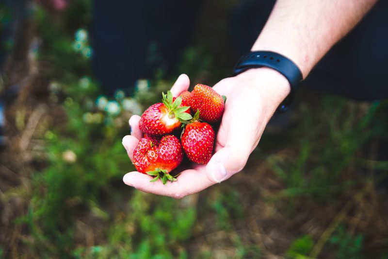 Hand Holding Strawberries