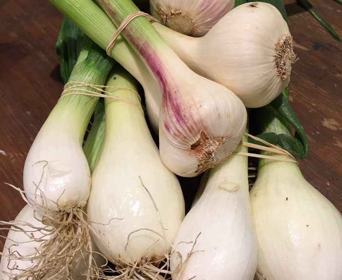 homegrown garlic and onion