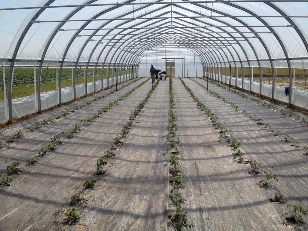 A picture of cherry tomatoes in a greenhouse