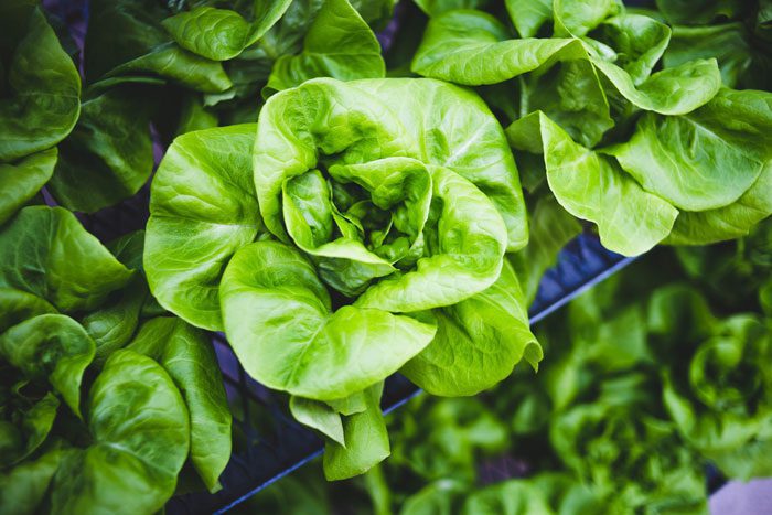 Hydroponic-lettuce-close-up---for-blog.jpg