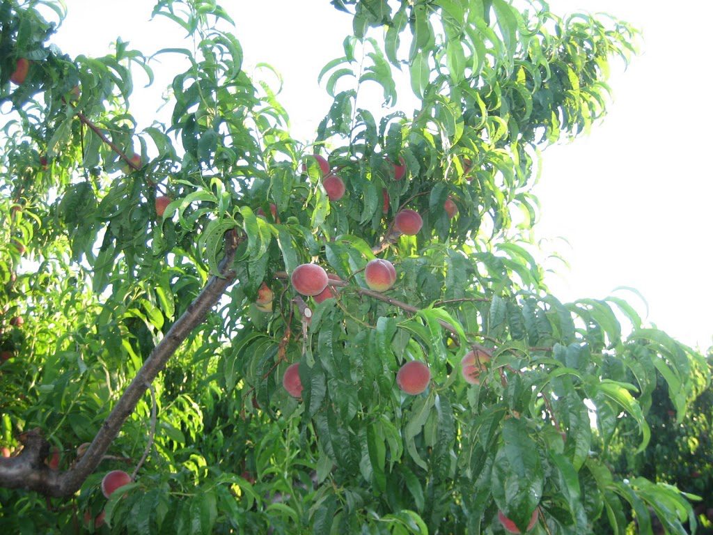 Peaches  Agricultural Marketing Resource Center