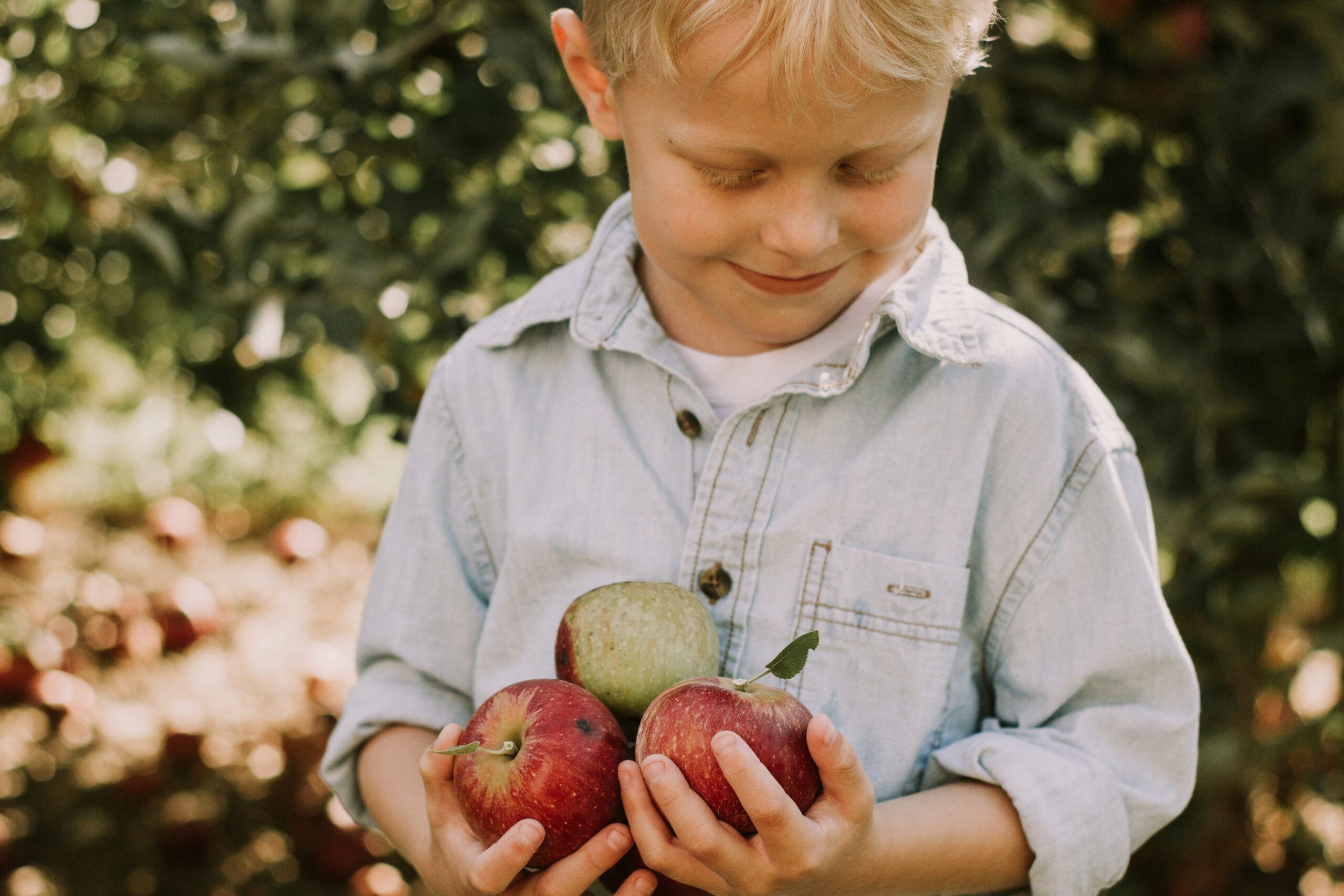 A smiling child in a light shirt holds three apples in an orchard.