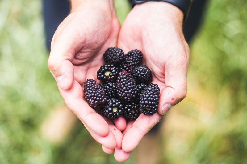 Notes from the Farm---Eckert's-Blackberries-2.jpg
