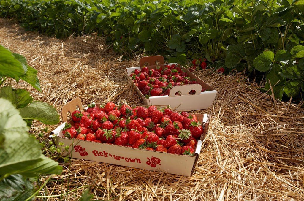 berries-in-field-3-300x1981.jpg