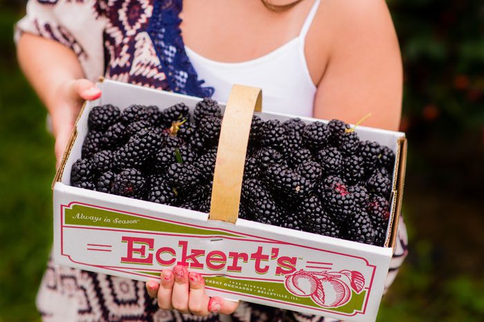 Pick Your Own Blackberries St. Louis