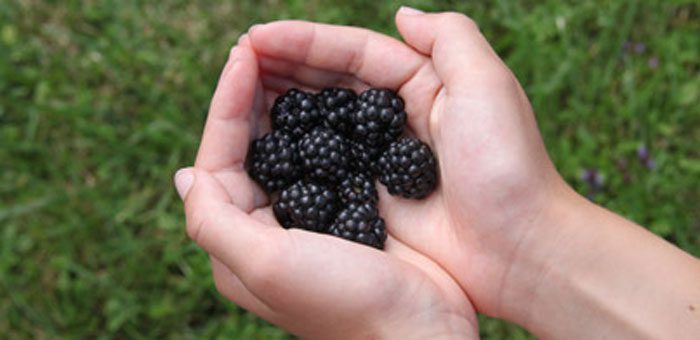 Homegrown Blackberries