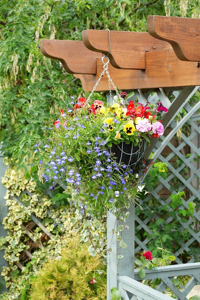 hanging-basket-on-pergola-200x3001.jpg