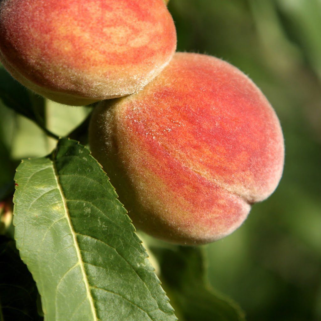 Types of Peaches, Guide to Peaches