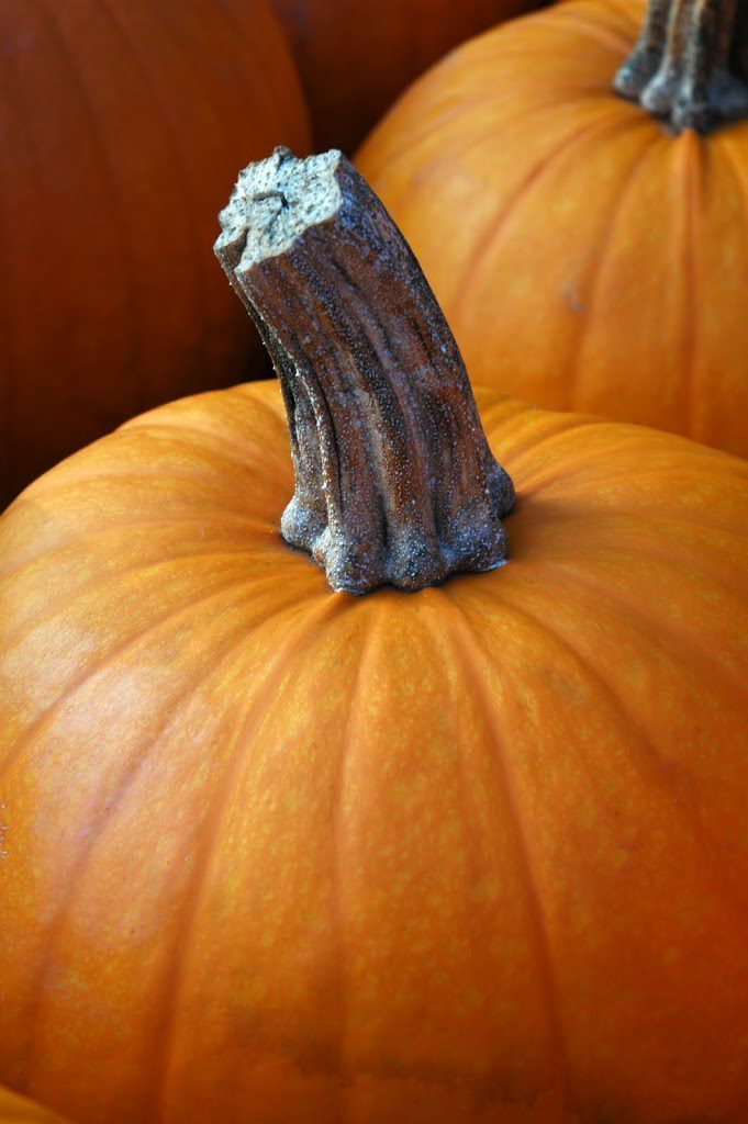 Homegrown Pumpkins