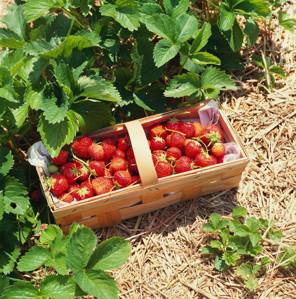 strawberries-297x3001.jpg