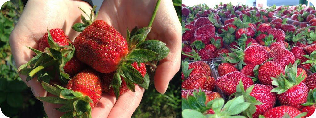 strawberries1.jpg