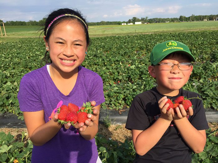 Pick Your Own Strawberries at Eckert's