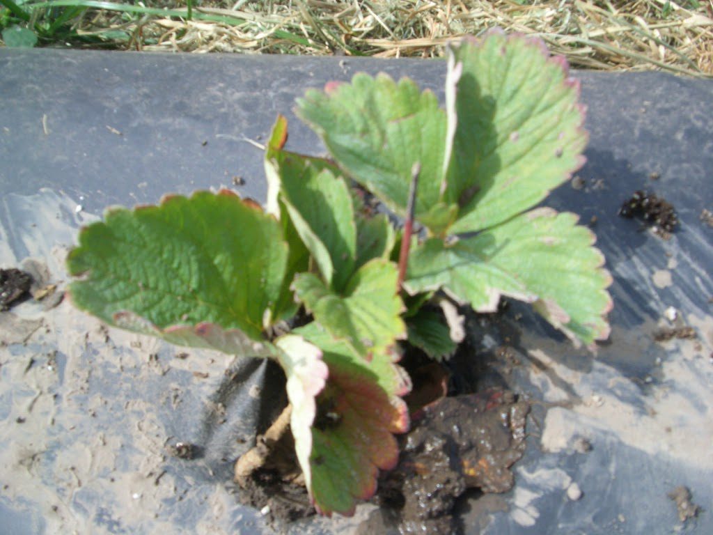 strawbery-planting-003.jpg