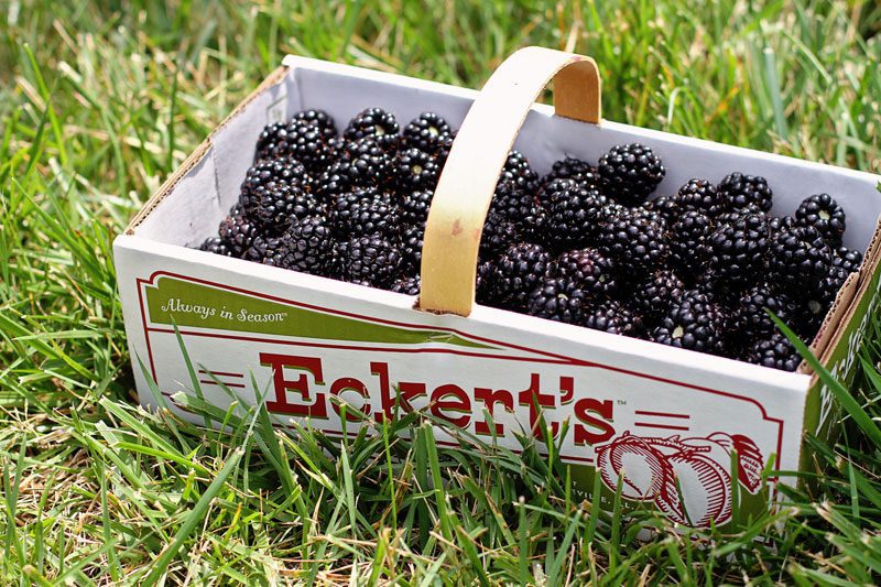 A basket filled with ripe blackberries rests on a grassy surface.